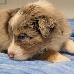 Boy 3 - male Australian Shepherd puppy in Sparta, Tennessee from SugarWood Australian Shepherds