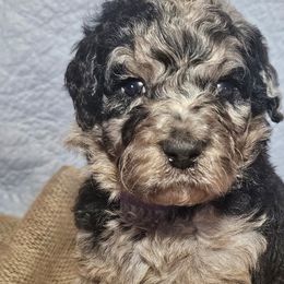Aussiedoodles, Bernedoodles, and Goldendoodles from Farmer's Chic Doodles