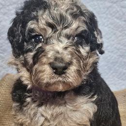 Aussiedoodles, Bernedoodles, and Goldendoodles from Farmer's Chic Doodles