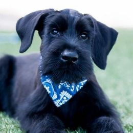 Giant Schnauzers from Vom Mutter Haus Working Riesenschnauzers