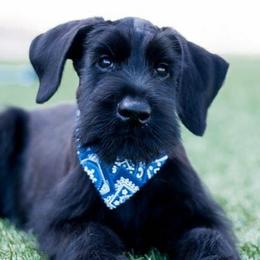 Giant Schnauzers from Vom Mutter Haus Working Riesenschnauzers