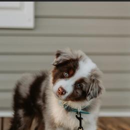 Australian Shepherd Puppies from Burdock Hill Australian Shepherds