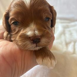 Oatmeal - Red female Cavapoo puppy in Adrian, Oregon from ApplebyFarm
