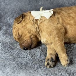 Slinky White Collar - Red  male Goldendoodle puppy in Lexington, North Carolina from Deborah’s Doodles