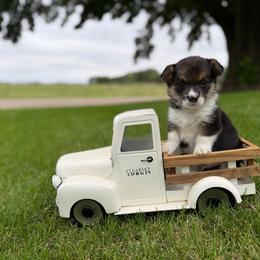 Kona - Black and tan male Pembroke Welsh Corgi puppy in Rose, Nebraska from Clearsky Corgis