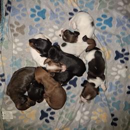 Mini - Piebald female Dachshund puppy in Liberty, North Carolina from Heavenly Doxies