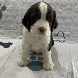 Tyler - Liver and white male English Springer Spaniel puppy in Casnovia, Michigan from DESK Springer Spaniels