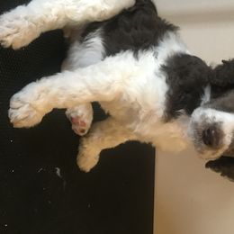 Poodle Puppies from 406 Poodles