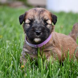 Skittles - Wheaten female Soft Coated Wheaten Terrier puppy in Kirksville, Missouri from BellSharps Australian Shepherds