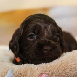 Cockapoo Puppies from JP Cockapoos LLC