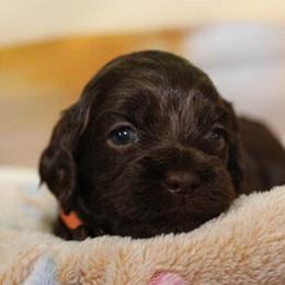 Cockapoo Puppies from JP Cockapoos LLC