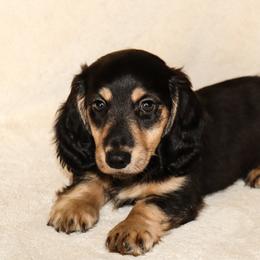 Ollie 2000 - Black and cream male Dachshund puppy in Coldwater, Mississippi from Mississippi Shorties Miniature Dachshunds