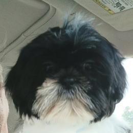 AKC Pippa - Black and white female Shih Tzu puppy in Jacksonville, North Carolina from Charming Southern Shih Tzu