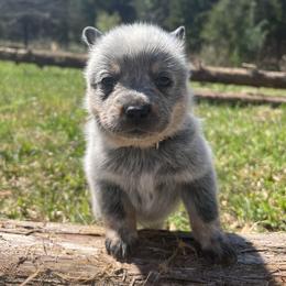 Boy 1 - Blue male Australian Cattle Dog puppy in Irvington, Kentucky from Dry Valley’s Australian Cattle Dogs
