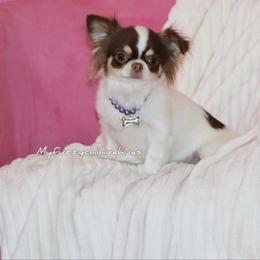 Molly - Chihuahua