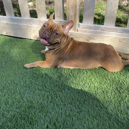 Mohiam - French Bulldog