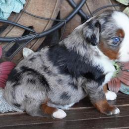Blue Merle 1 - Blue merle female Miniature Australian Shepherd puppy in Lawton, Oklahoma from Lindsey’s Aussies