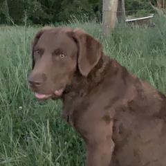 Emmy - Chesapeake Bay Retriever