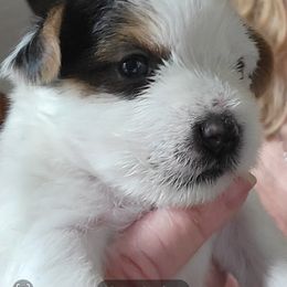 West Highland White Terrier and Yorkshire Terrier Puppies from Debra Burnett