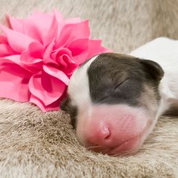 Silken Windhound Puppies from Silken Agents of CSBeck