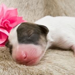 Silken Windhound Puppies from Silken Agents of CSBeck