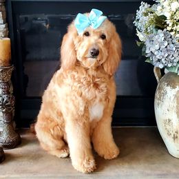 Nala - Goldendoodle