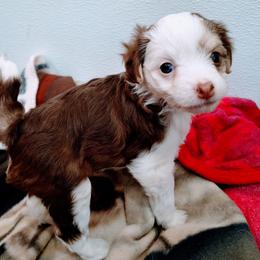 Jewel - White and chocolate female Chinese Crested puppy in Frederick, Maryland from Lovable Cresteds