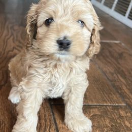 Girl 3 - Red female Cockapoo puppy in Colorado from Garrett Doodles
