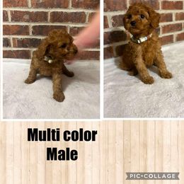 Goldendoodle, Yorkipoo, and Yorkshire Terrier Puppies from Judy's Pups