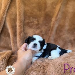 Blessed's Praline AKC - Black and white female Shih Tzu puppy in Apollo Beach, Florida from Blessed’s Shih Tzu