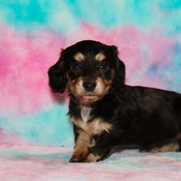 Black Tan Female 2 - Black and tan female Dachshund puppy in Coldwater, Mississippi from Mississippi Shorties Miniature Dachshunds
