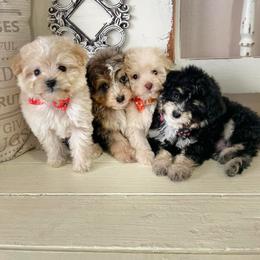 Aussiedoodle and Miniature Schnauzer Puppies from Southern Paws Kennels