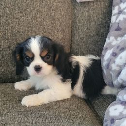 Ivy - Tri-color female Cavalier King Charles Spaniel puppy in Caledonia, Michigan from Magnolia Acres
