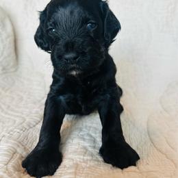White - male Golden Mountain Doodle puppy in Leander, Texas from Olive Grove Doodles