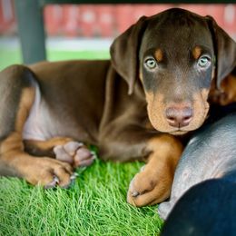 Doberman Pinscher Puppies from Devoted Doberman