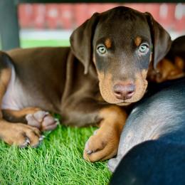Doberman Pinscher Puppies from Devoted Doberman