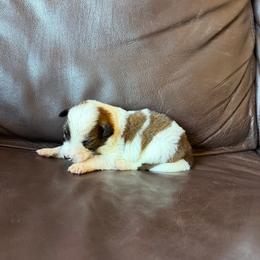Boy 3 - Sable male Border Collie puppy in Oroville, California from Coalcyn Kennels