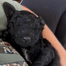 Beth - Black female Goldendoodle puppy in Cocoa, Florida from The Coastal Homestead