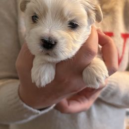Black collar - Cream male Lhasa Apso puppy in Port Royal, Virginia from Hearth and Hound Family Farms