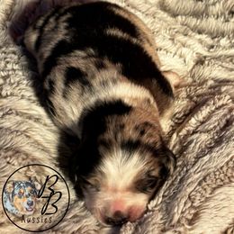 Australian Shepherd Puppies from Double B Aussies