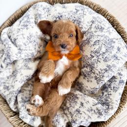Hopper - orange collar boy - Red male Cavapoo puppy in Melbourne, Florida from Space Coast Doodle Co.