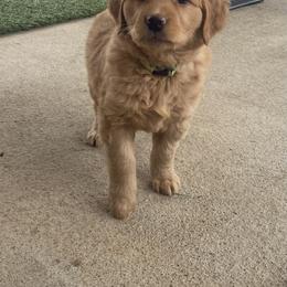 Golden Retriever Puppies from Golden Star Ranch Retrievers