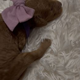 Raven - Red  female Goldendoodle puppy in Richmond, Texas from Harper’s Heartbeats