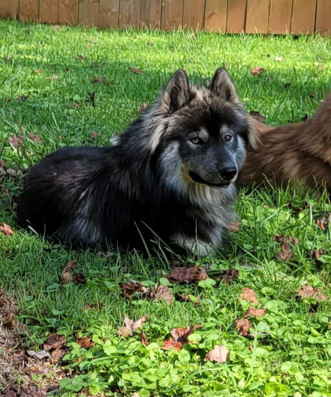 Don Juan - Siberian Husky