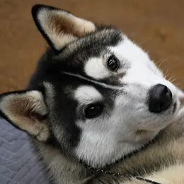Siberian Huskies from Southern Magnolia Siberians