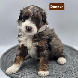 Donner- Brown collar - Blue merle male Bernedoodle puppy in Summerville, South Carolina from Channys Doodles