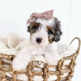 Dove - lavender collar girl - Tri-color female Cavapoo puppy in Melbourne, Florida from Space Coast Doodle Co.