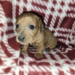 Dachshund Puppies from Aimee C. Doxies