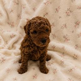 Billie - Red  female Goldendoodle puppy in Sacramento, California from Little legacy doodles