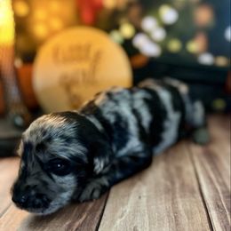 Silver Merle female - Merle female Labradoodle puppy in Kingston, Georgia from CC Familydoodles